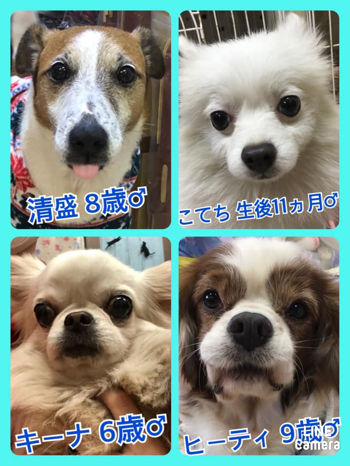 🐾今日の里親様募集中ワンコ🐶メンバーです🐾2020,12,15